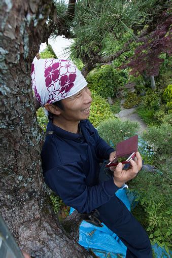 Young Japanese Gardener Pruning Pine Tree Stock Photo - Download Image ...