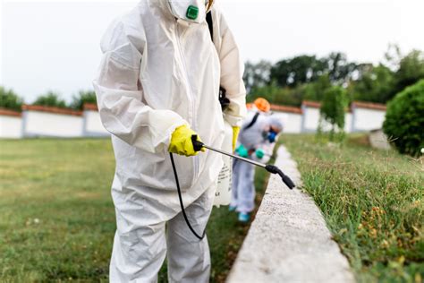 How To Get Rid Of Termites Without Tenting