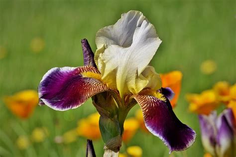 1,000+ Free Iris Flowers & Iris Images