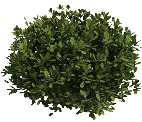 Collection Of Shrub Bushes Png Pluspng