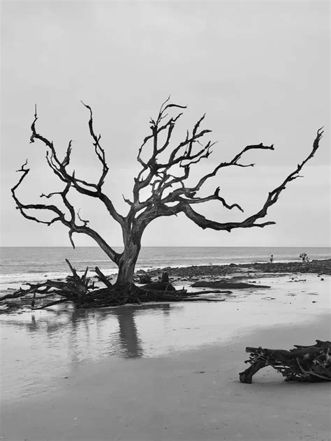 Driftwood Beach: #1 Breathtaking Beach on Jekyll Island | The Empty Nester’s Travels