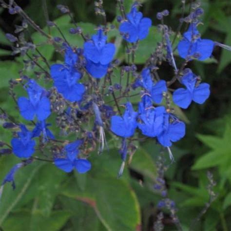 Arrow Leaf Sage Salvia Sagittata In The Salvias Database