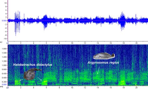 FISH SOUND PRODUCTION, MARINE SOUNDSCAPES AND BIODIVERSITY - Events - Cibio