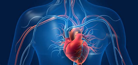 Cardiovascular Disease Signs Causes And Treatment Happiest Health