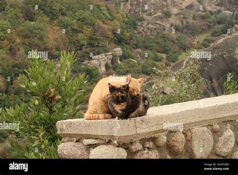 Two Cats Cuddling At The Side Of The Road Close To The Meteora