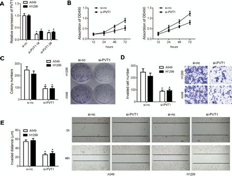 Pvt Knock Down Inhibited The Proliferation And Migration Of Nsclc Cell