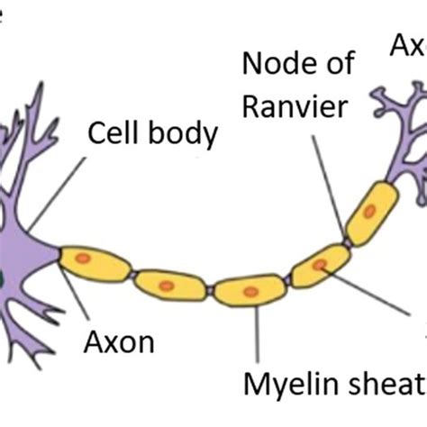 Schematic diagram of neuron structure | Download Scientific Diagram