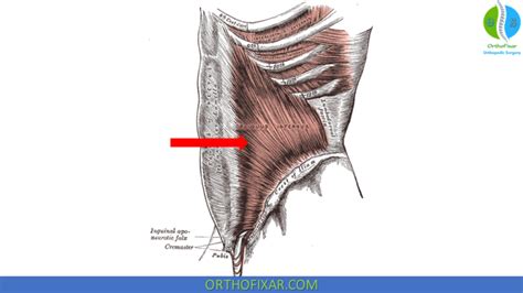 Internal Oblique Muscle | OrthoFixar 2025