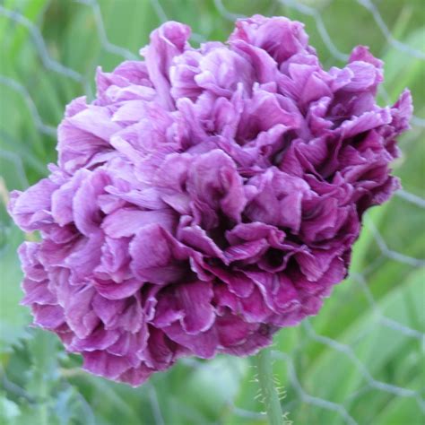 Purple Passion Peony Poppy Seeds