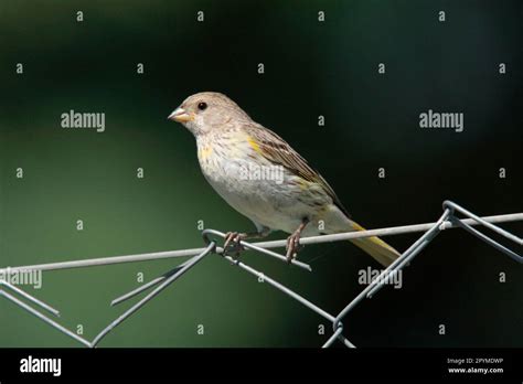 Saffron Finch Sicalis Flaveola Juvenile Male Sitting On A Wire