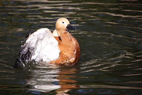 Tadorne Casarca Oiseau Canard Photo Gratuite Sur Pixabay Pixabay