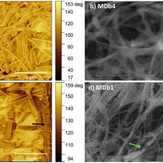 Afm Phase Left Column And Sem Right Column Images Of Core Shell