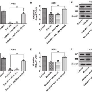 MiR 146a Mimics Suppress The Anti IVA Effects Of Baicalin On H1N1 And