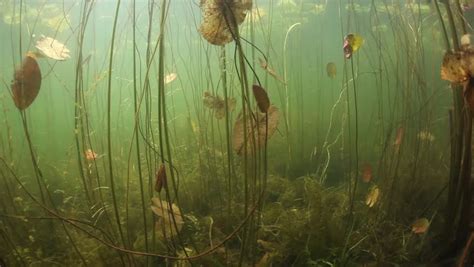 Sunlight Illuminates The Shallows Of A Freshwater Pond In North America