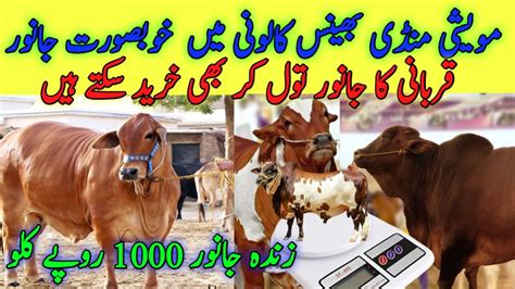 Bhains Colony Mandi 2023 Maweshi Mandi Karachi Cow Mandi 2023