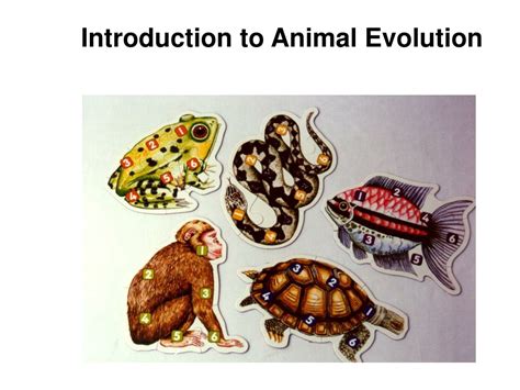 Ppt Introduction To Animal Evolution Powerpoint Presentation Free