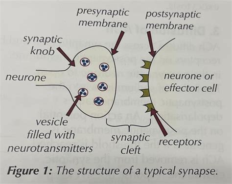 Synaptic Transmission Flashcards Quizlet