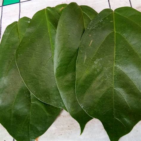 Jual 100gram Daun Cincau Hijau Segar Cincau Perdu Cincau Kebo