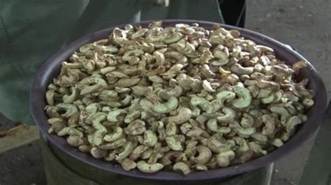 Whole Natural Raw Cashew Nuts W180 12 5 Kg At Rs 200 Kg In Thanjavur