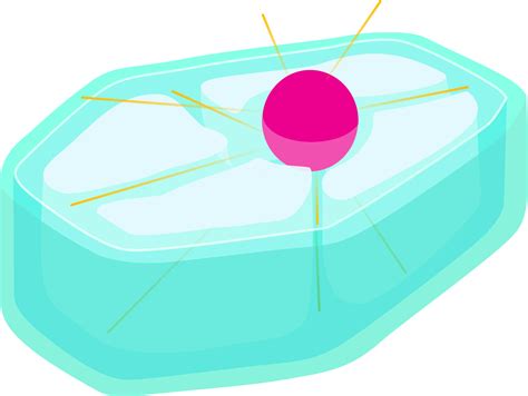 Plant Cell First Gap Px Plant Cell Prophase X Png