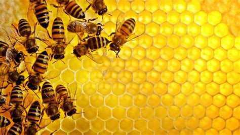 Honey Bee farming Business Process and Profit. – AEC405 Blog