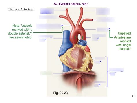 Thoracic Arteries Diagram Quizlet