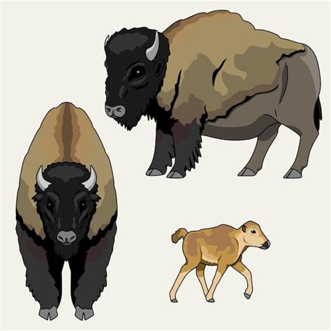 Premium Vector Animals Illustration Set Of Bisons Vector Drawings