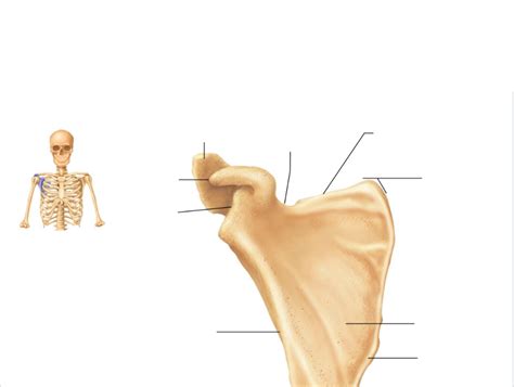 Right Scapula Anterior Aspect Diagram Quizlet