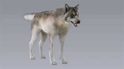 Artstation Wolf 3d Model Fur Rigged Animated Game Assets