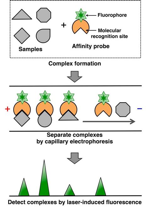 Schematic Representation Of Capillary Affinity Electrophoresis Cae