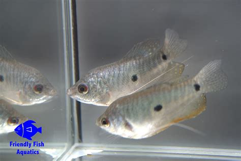 Three Spotted Gourami For Sale In Harlow Friendly Fish Aquatics