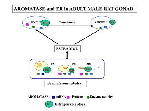 PPT AROMATASE MRNA Protein Enzyme Activity PowerPoint Presentation