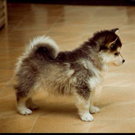 Gallery For > Pomsky Dogs Full Grown