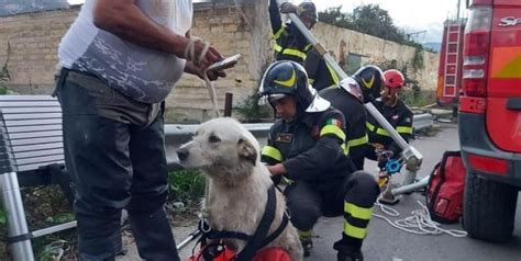 Video Cagnolino Infreddolito Bloccato Per Due Giorni In Un Torrente