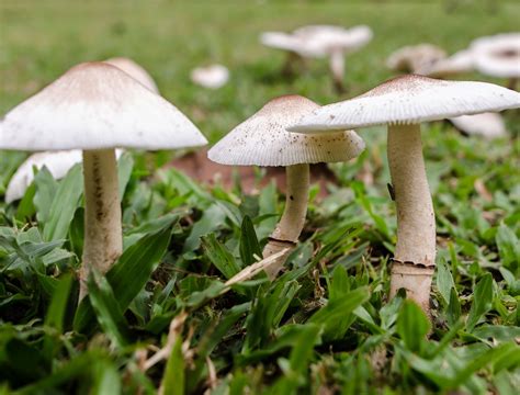 Why Are Mushrooms Growing On Your Lawn