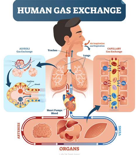 gas exchange diagram Diagram | Quizlet