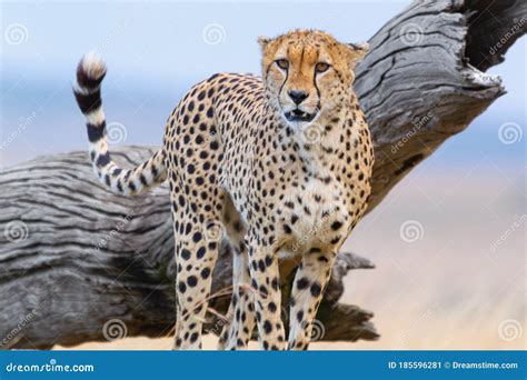 Close Up Shot Of A Cheetah Staring At Prey Stock Image Image Of Masai