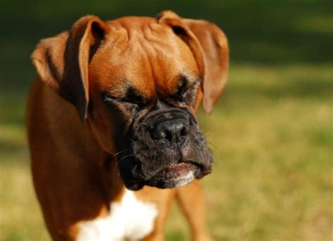 Sneezing in Dogs: Is It Normal? | PetMD