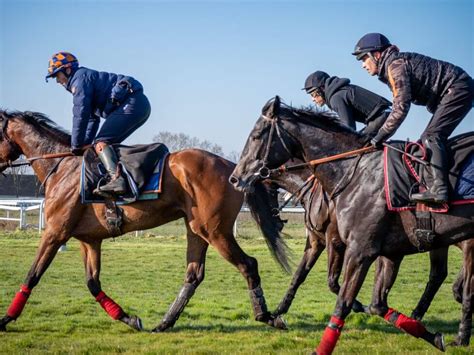 Racehorse's training individualisation
