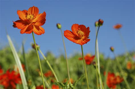 Flowers Desktop Wallpaper: Cosmos Flowers