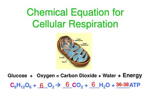 Photosynthesis And Cellular Respiration Ppt Download