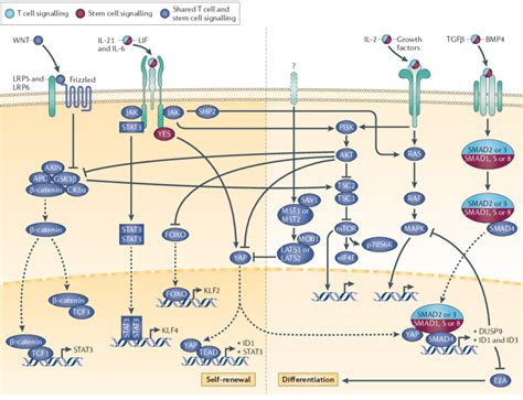 Signalling Pathways Regulating Self Renewal And Differentiation