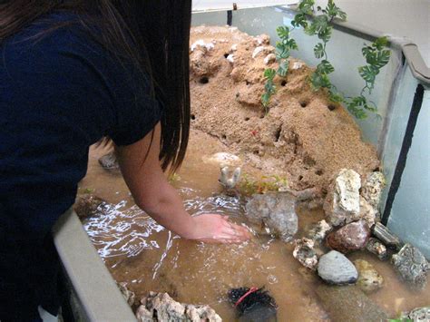 Fiddler Crab Habitat Setup