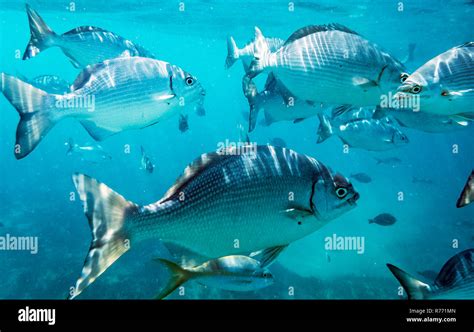 Marine life in Atlantic Ocean on Cuban coast Stock Photo - Alamy