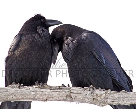 On Deviantart Crows Ravens