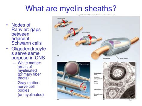 Ppt Nerve Physiology Powerpoint Presentation Free Download Id29865