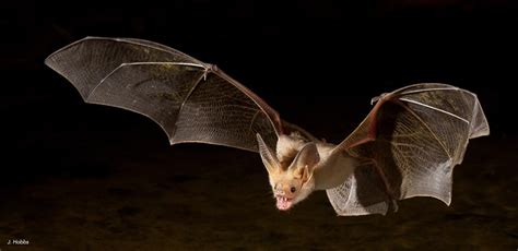 Research Project Nets Rare Bat - Fish and Wildlife Compensation Program