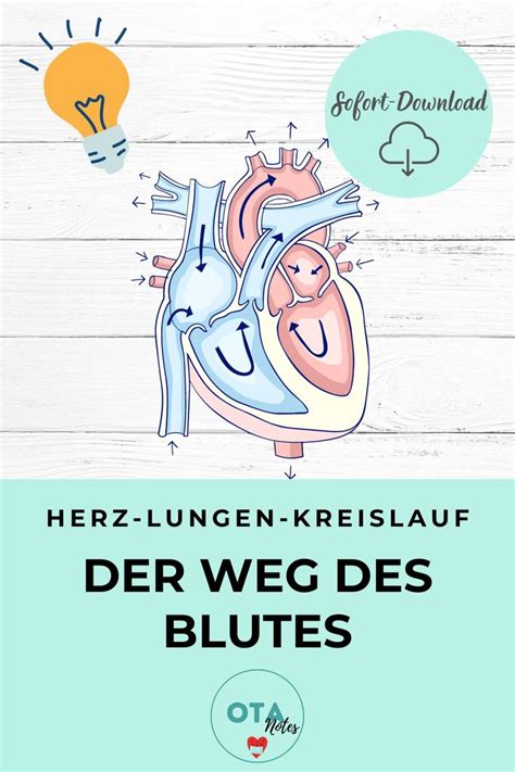 HERZ LUNGEN KREISLAUF Lernzettel Pflege Anatomie Physiologie OTA