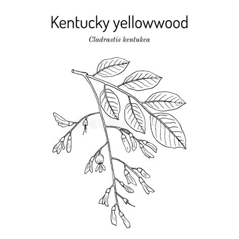 Yellowwood Tree Stock Illustrations – 8 Yellowwood Tree Stock Illustrations, Vectors & Clipart ...