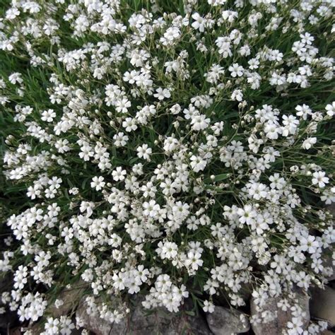 Gypsophila repens White Angel Gypsophile rampant à fleurs blanches